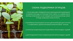 Как правильно использовать подкормку для растений в Адамас